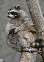 raccoon on a tree