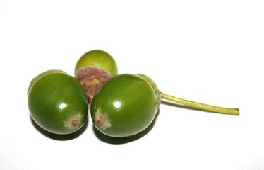 three acorns