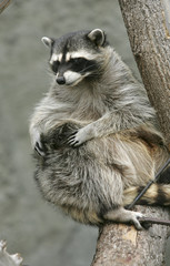 raccoon on a tree
