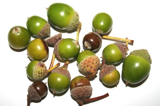 handfull of acorns