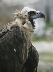 griffin