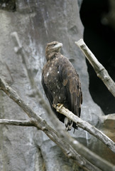 eagle on branches of a tree