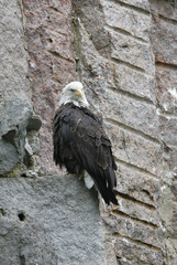 eagle on a rock