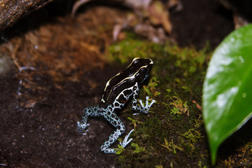 black frog with blue feet