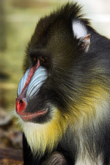 3/4 view of mandrill's face