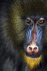 close up of male mandrill's face