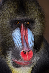 close up of alpha male mandrill