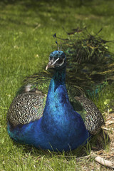 Obraz premium peacock