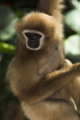 white-handed gibbon