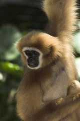 white-handed gibbon
