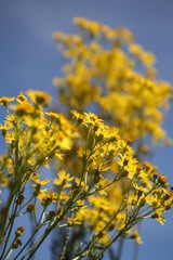 saat-wucherblumen