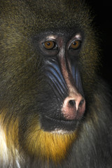 mandrill- young alpha male