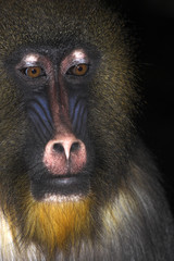 mandrill- young alpha male