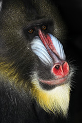 mandrill alpha male