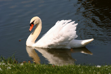 Naklejka premium swan