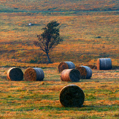 bales of hay
