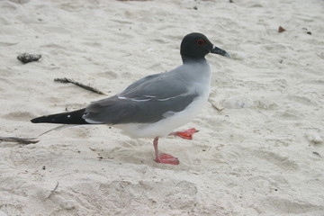 sea bird