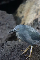 galapagos bird