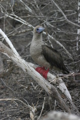 red-footed booby