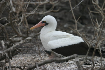 galapagos bird