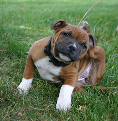 chien qui se gratte