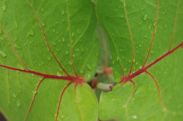 macro leaves