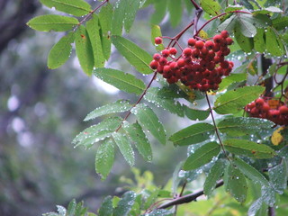 wild berries