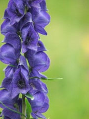 alpine flower