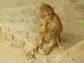 singe, laos
