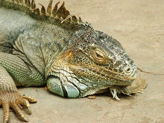 iguane, laos