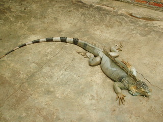 iguane, laos