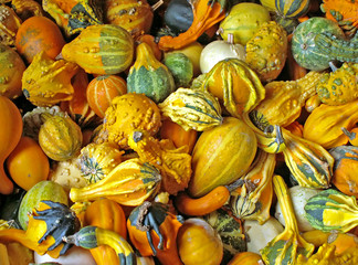fall gourds