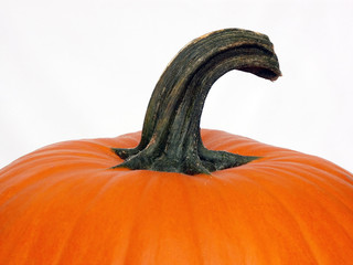 pumpkin top