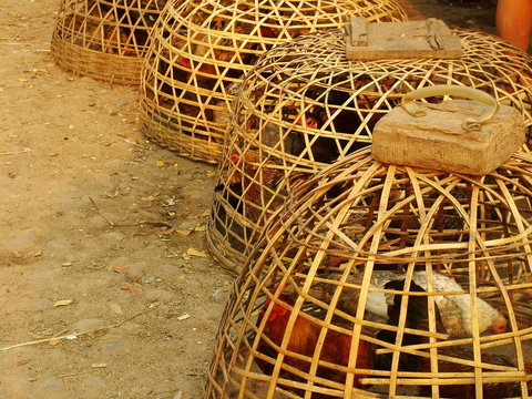 coqs, laos