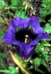 gentiane