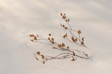 branch in the snow 3