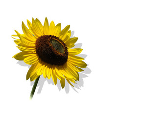 sonnenblume freigestellt