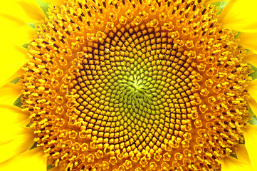 Obrazy na Plexi  słonecznik