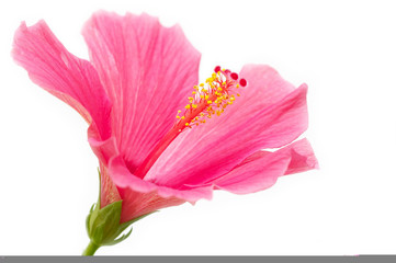 pink hibiscus © Igor Negovelov