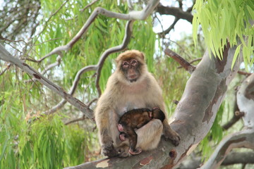 mammy and baby monkey