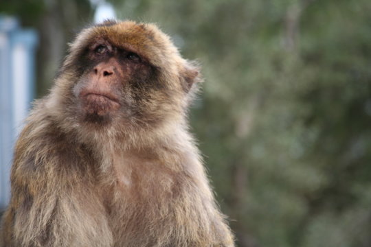 monkey thoughts