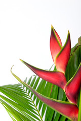 bromeliad