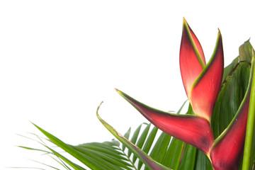 bromeliad