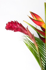 bromeliad