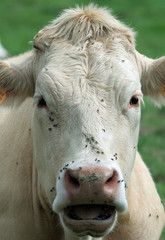 portrait vache