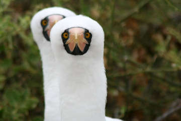 portrait de fous masqués