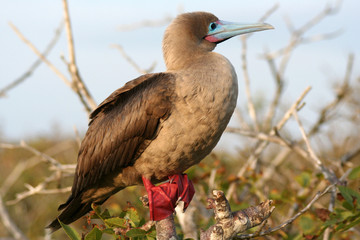 portrait de fou à pieds rouges