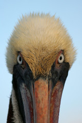 portrait de pélican brun