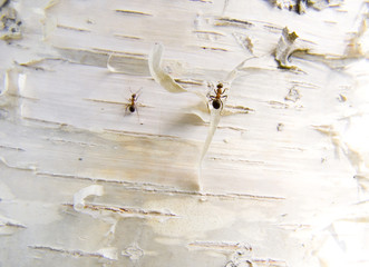 ants on a bark