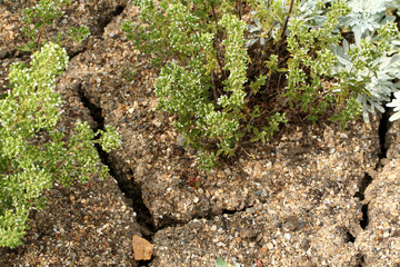 drought